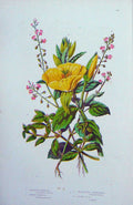 Original Old Antique Print C1870 Anne Pratt Plants Primrose Isnardia Nighshade