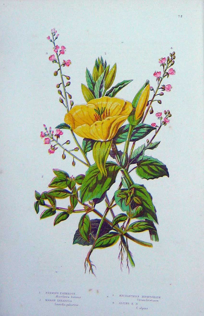 Original Old Antique Print C1870 Anne Pratt Plants Primrose Isnardia Nighshade