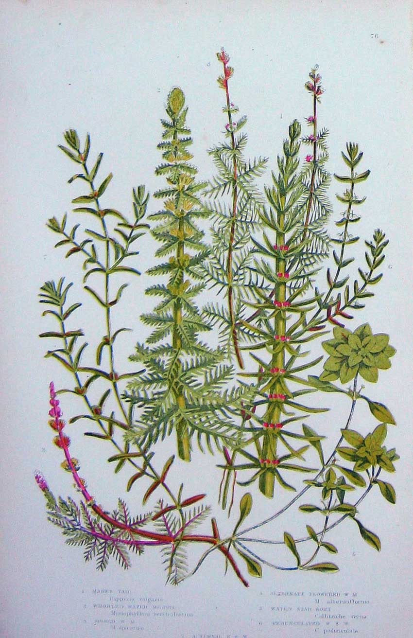 Old Antique Print C1870 Anne Pratt Plants Water Star Wort Milfoil Mare'S 19th