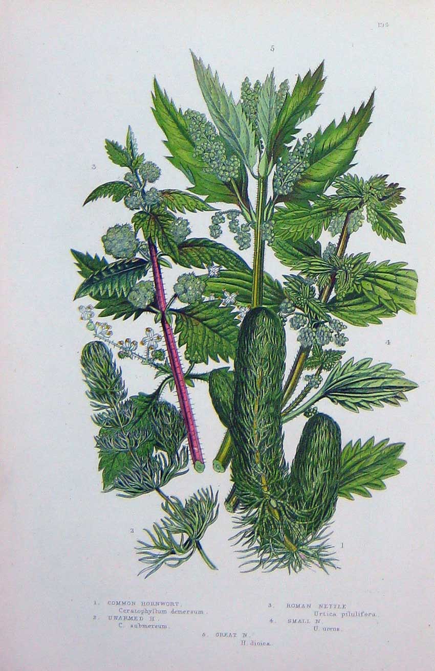 Original Old Antique Print C1870 Anne Pratt Plants Hornwort Great Roman Nettle