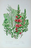 Old Antique Print C1870 Anne Pratt Plants Loosestripe Perslane Tamarisk 19th