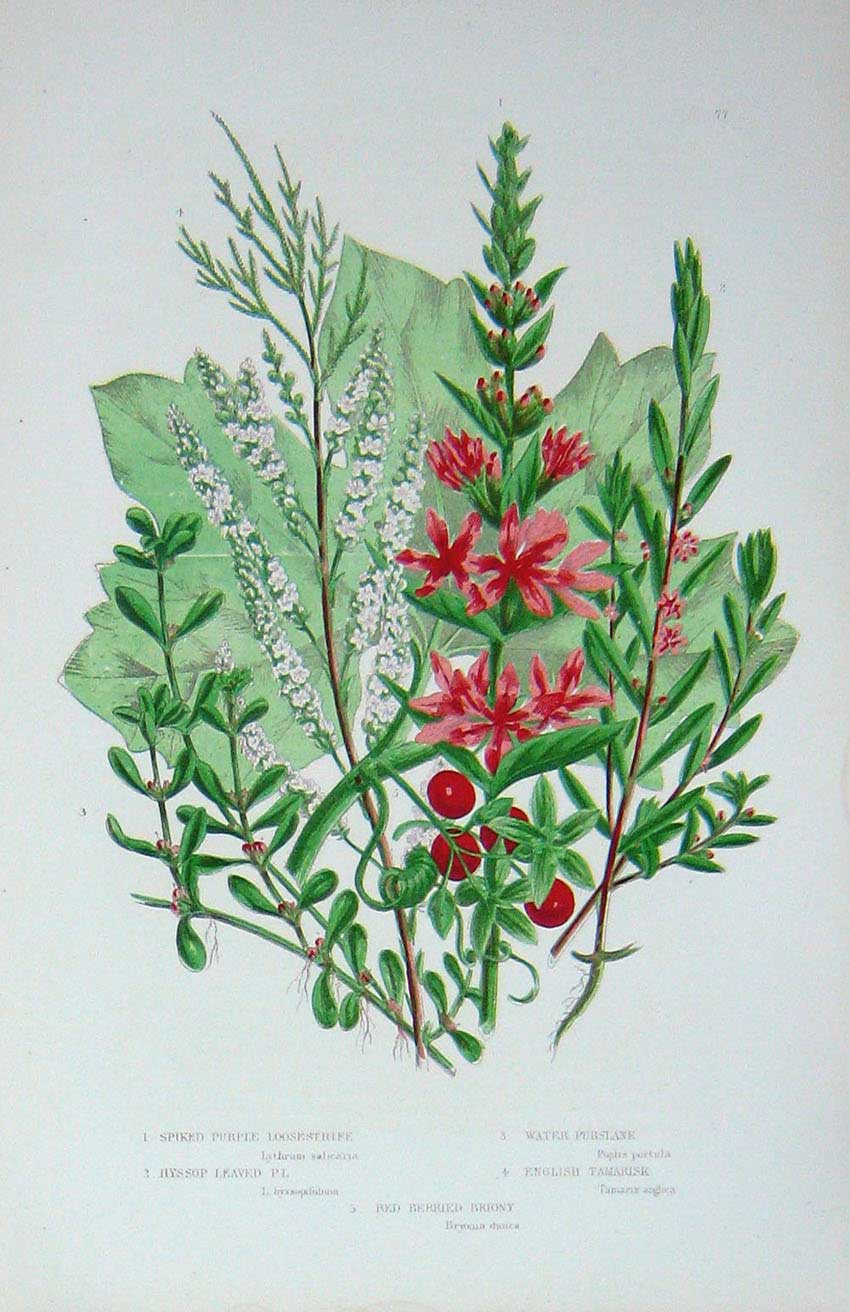 Old Antique Print C1870 Anne Pratt Plants Loosestripe Perslane Tamarisk 19th