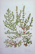 Old Antique Print C1870 Anne Pratt Plants Chickweed Strapwort Grass Knot 19th