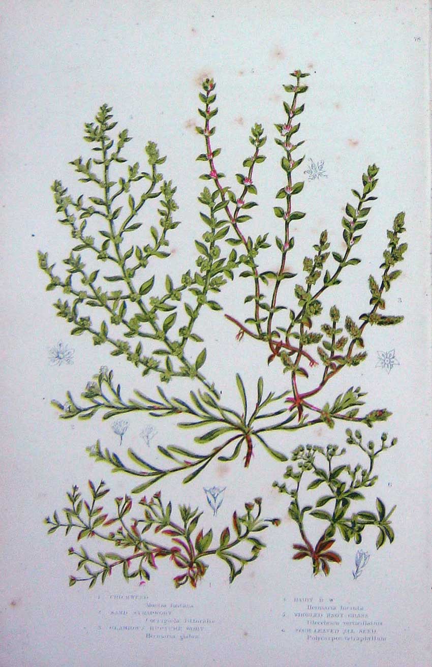Old Antique Print C1870 Anne Pratt Plants Chickweed Strapwort Grass Knot 19th