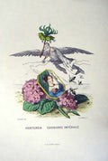 Antique Old Print *2448 1981 Flowers Hortensia Couronne Imperiale Grandville