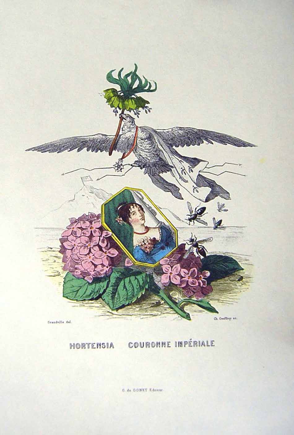 Antique Old Print *2448 1981 Flowers Hortensia Couronne Imperiale Grandville