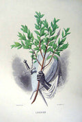 Antique Old Print *2473 1981 Flowers Laurel Knight Sword Buckler Grandville