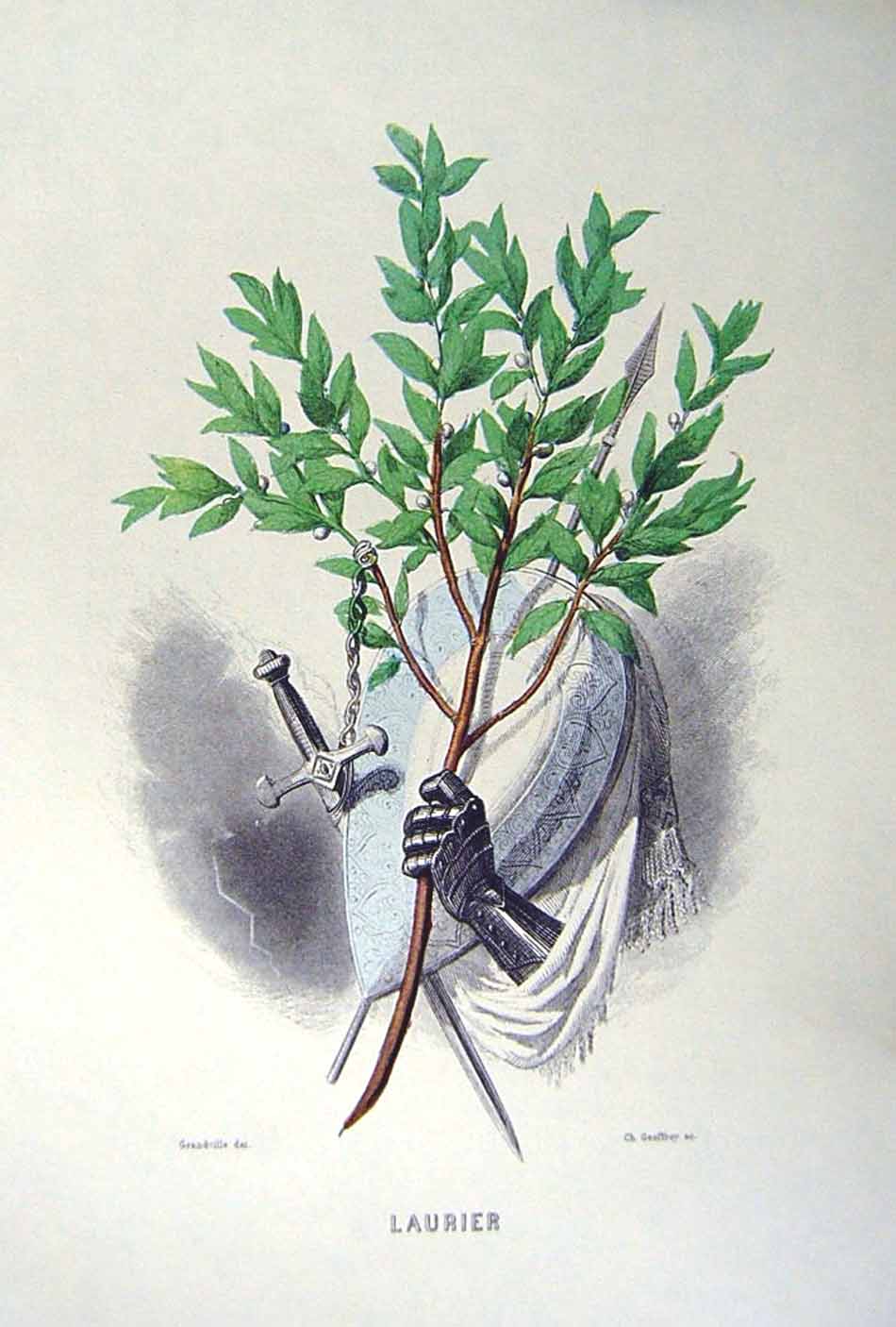 Antique Old Print *2473 1981 Flowers Laurel Knight Sword Buckler Grandville