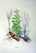 Original Old Vintage Print *2479 1981 Flowers Tobacco Plant Grandville Colour
