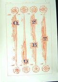 Antique Old Print Ref.761 1860 Art Illuminating Alphabet Letters Calligraphy