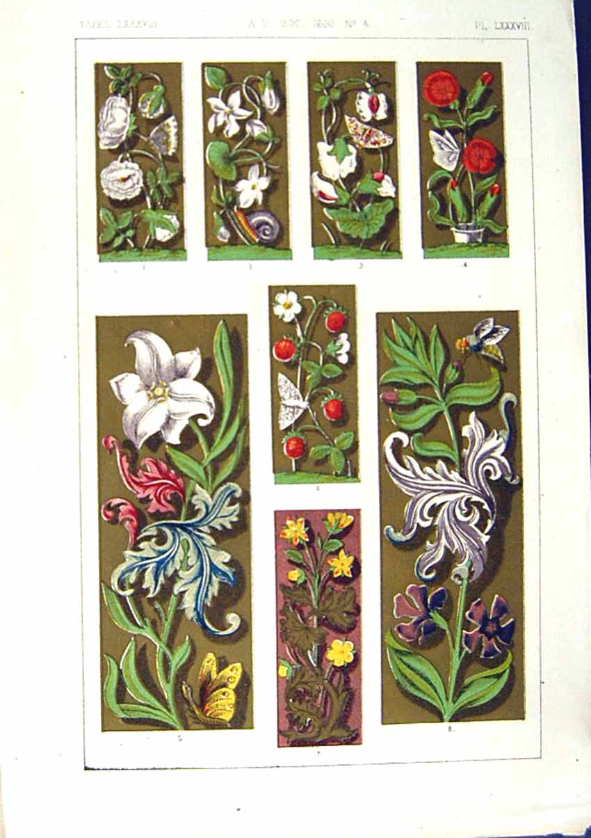 Antique Old Print *2503 1860 Art Illuminating Colour Flowers Plants Design