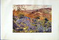 Old Antique Print *2540 1908 English Lakes Wild Hyacinths Flowers Cooper
