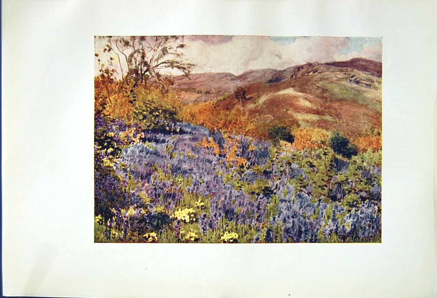 Old Antique Print *2540 1908 English Lakes Wild Hyacinths Flowers Cooper