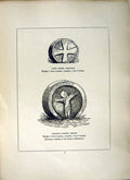 Antique Old Print *2600 1856 Cross Street Helstone Zennoe Vicarage Cornwall