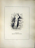 Original Old Antique Print *2624 1856 Cross Cornwall St. Paul Down Blight