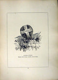 Original Old Antique Print *2631 1856 Cross Cornwall Anjarden Sancreed Blight