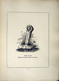 Original Old Antique Print *2648 1856 Trevan Cross St. Erth Cornwall Blight