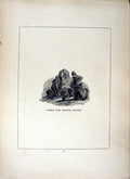 Original Old Antique Print Ref.809 1856 Market Cross Penzance Cornwall Blight