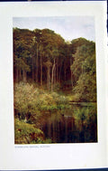 Original Old Vintage Print C1934 View Woodland Depths Wotton Trees Lake Colour