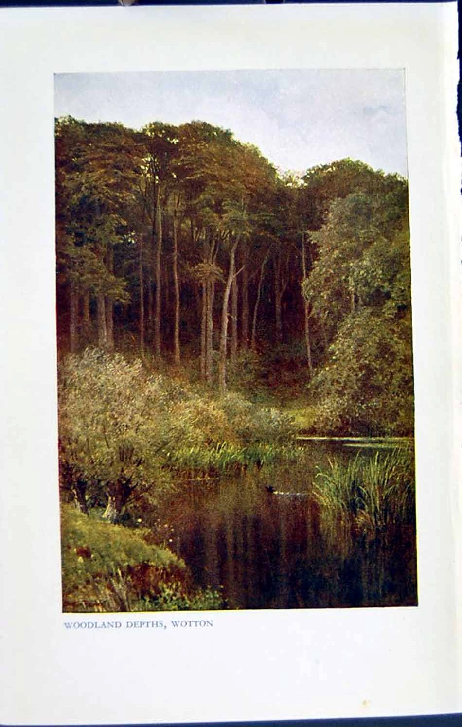 Original Old Vintage Print C1934 View Woodland Depths Wotton Trees Lake Colour