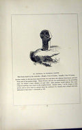 Antique Old Print *2721 C1858 Cross Ingongar Lanivet Cornwall England Blight
