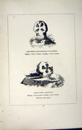 Antique Old Print *2731 C1858 Cross Tregamenion Tywardreth Cardynham Cornwall