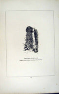Antique Print *2751 C1858 Cross Berry Tower Bodmin Cornwall England Blight