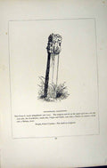 Old Antique Print *2775 C1858 Cornwall Cross Churchyard Callington Blight