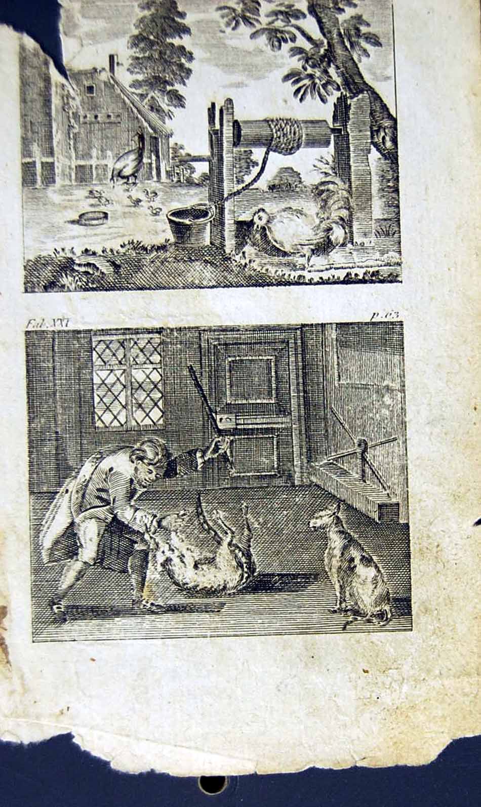 Old Antique Print *2872 1805 Mary Ann Adams Fables Hen Cock Pat Catcher