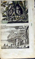 Antique Old Print *2874 1805 Mary Adams Fables Owls Sparrows Courtier Protus