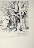 Antique Old Print *2920 C1920 Bournemouth New Forest Trees Beeches Woollard