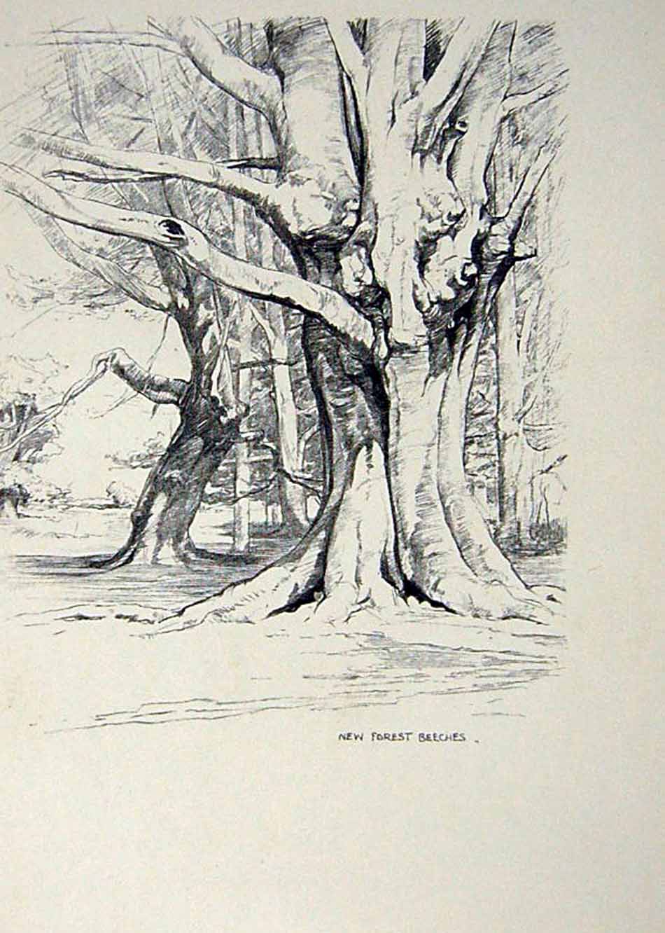 Antique Old Print *2920 C1920 Bournemouth New Forest Trees Beeches Woollard