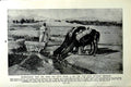 Original Old Vintage Print C1920 Dromedaries Storing Water Tuaregs Desert Man