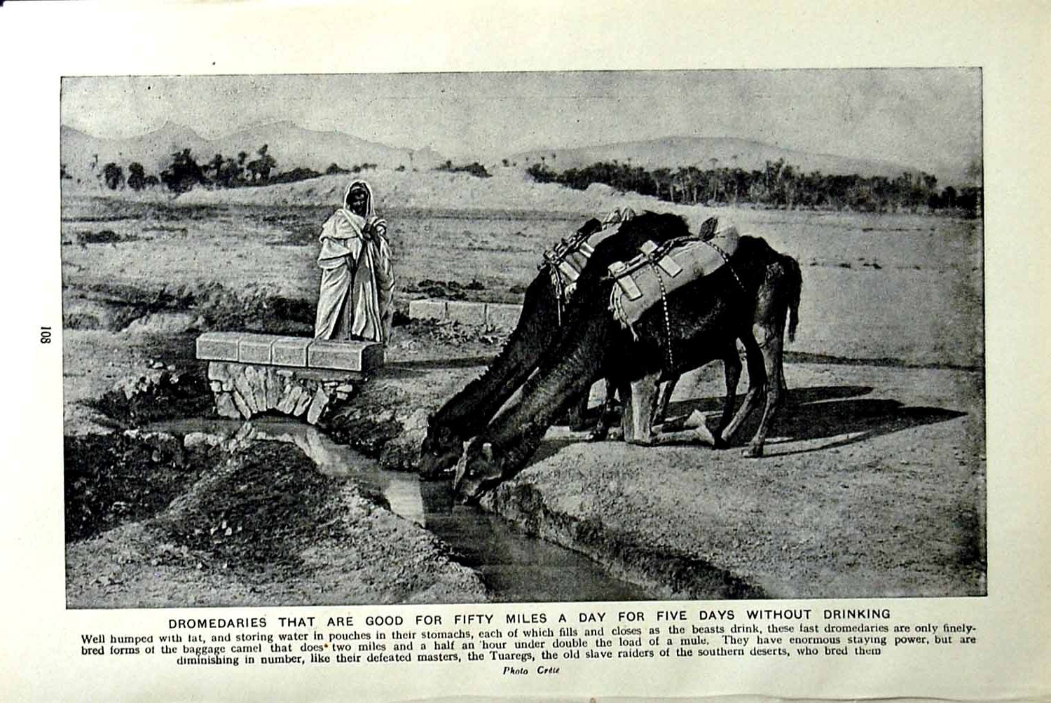 Original Old Vintage Print C1920 Dromedaries Storing Water Tuaregs Desert Man