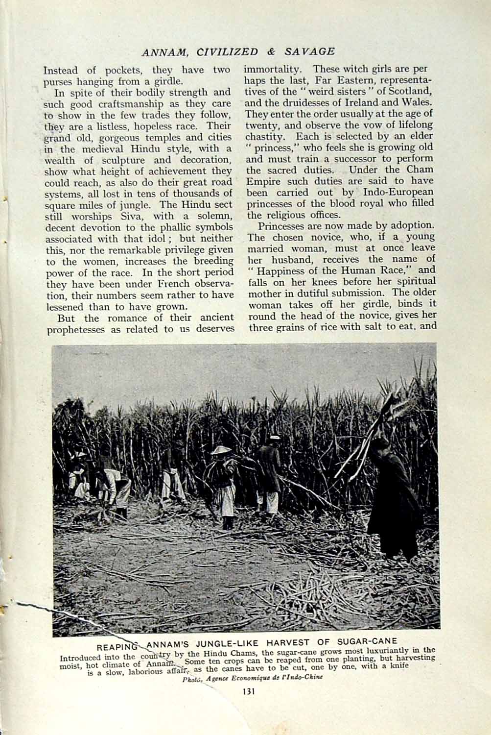 Original Old Vintage Print C1920 Annam Sugar-Cane Harvesting Cane-Mill Buffalo
