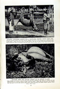 Old Vintage Print C1920 Annamese Sacrilege Tiger God Annam Lissom Tribe 20th