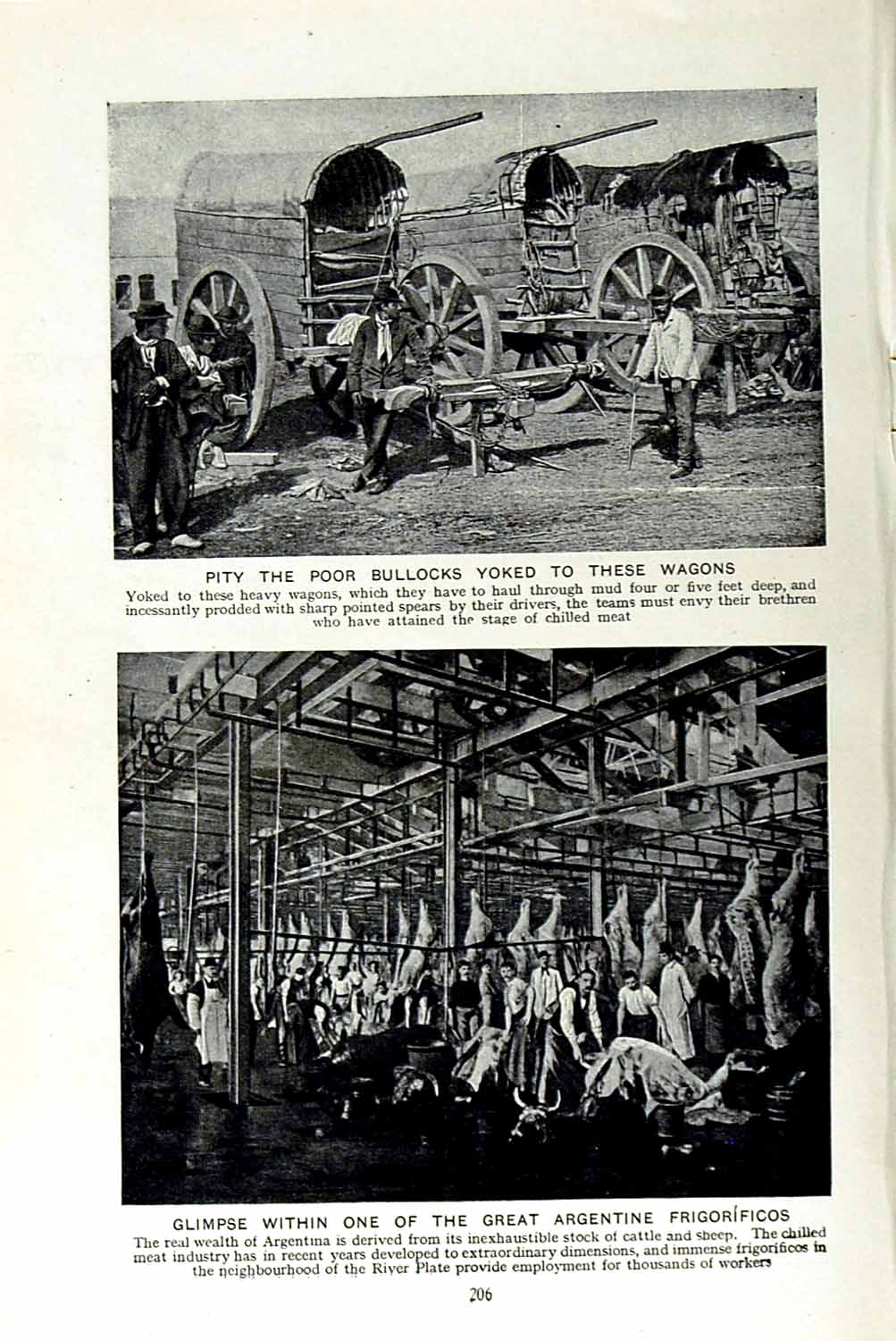 Original Old Vintage Print C1920 Bullocks Yoked Wagons Argentine Frigorificos