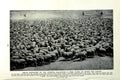 Old Vintage Print C1920 Shepherd Riverina Sheep Dipping Armenia Australia 20th
