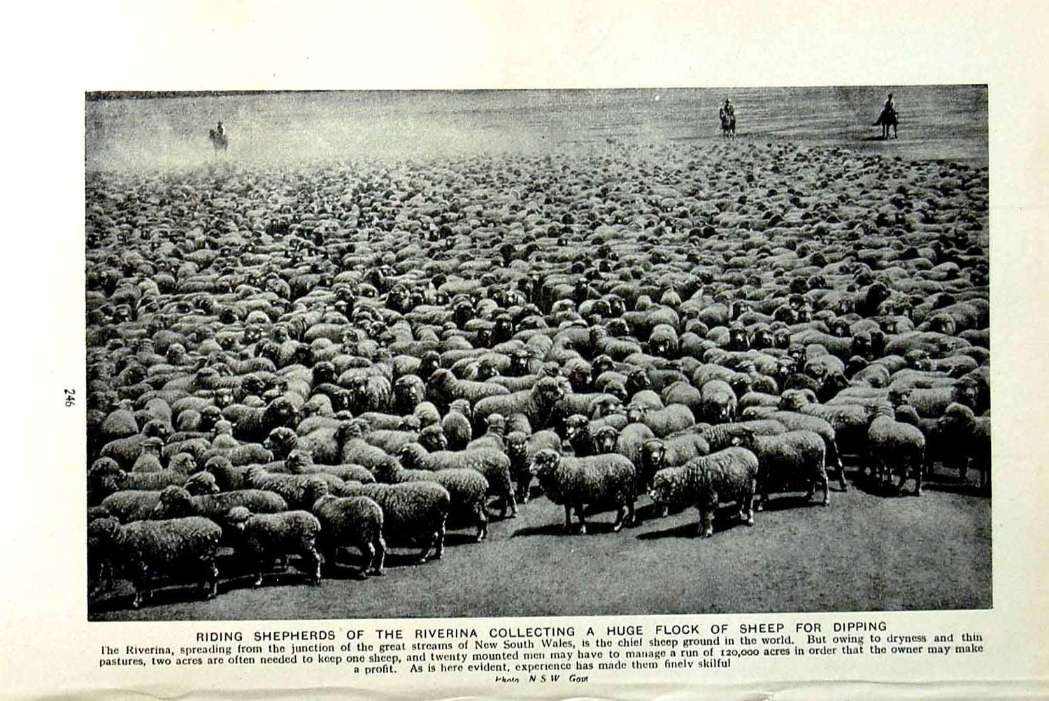 Old Vintage Print C1920 Shepherd Riverina Sheep Dipping Armenia Australia 20th