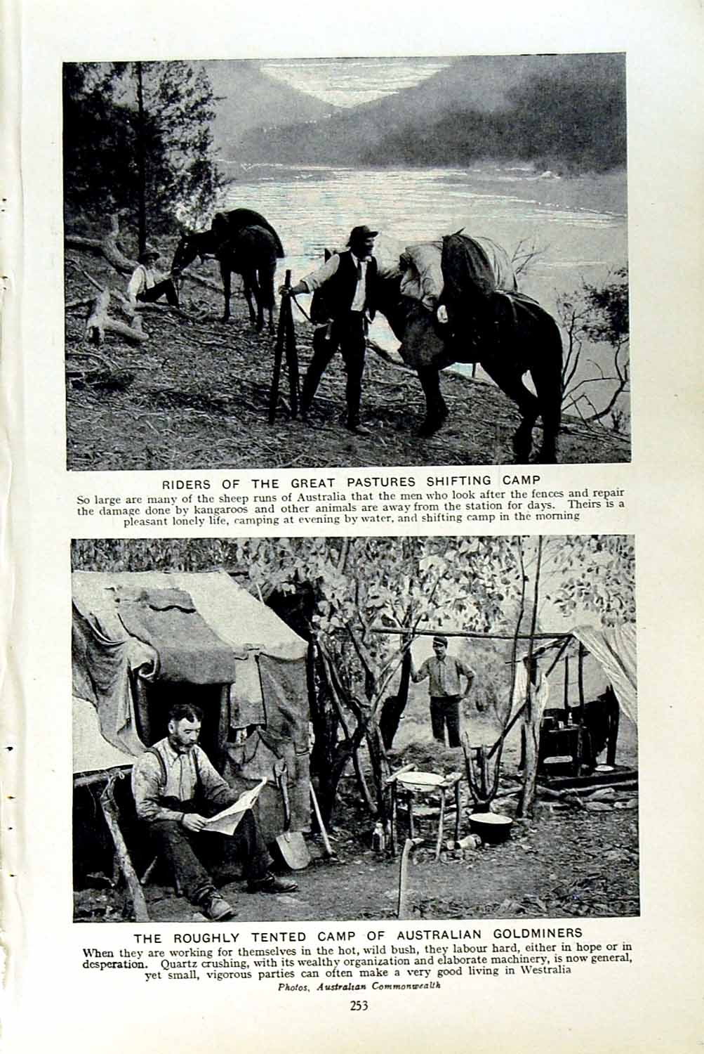 Original Old Vintage Print C1920 Australia Gmines Quartz Riverina Merinos Sheep