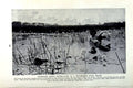 Original Old Vintage Print C1920 Australia Gathering Water-Lilies River Swamp