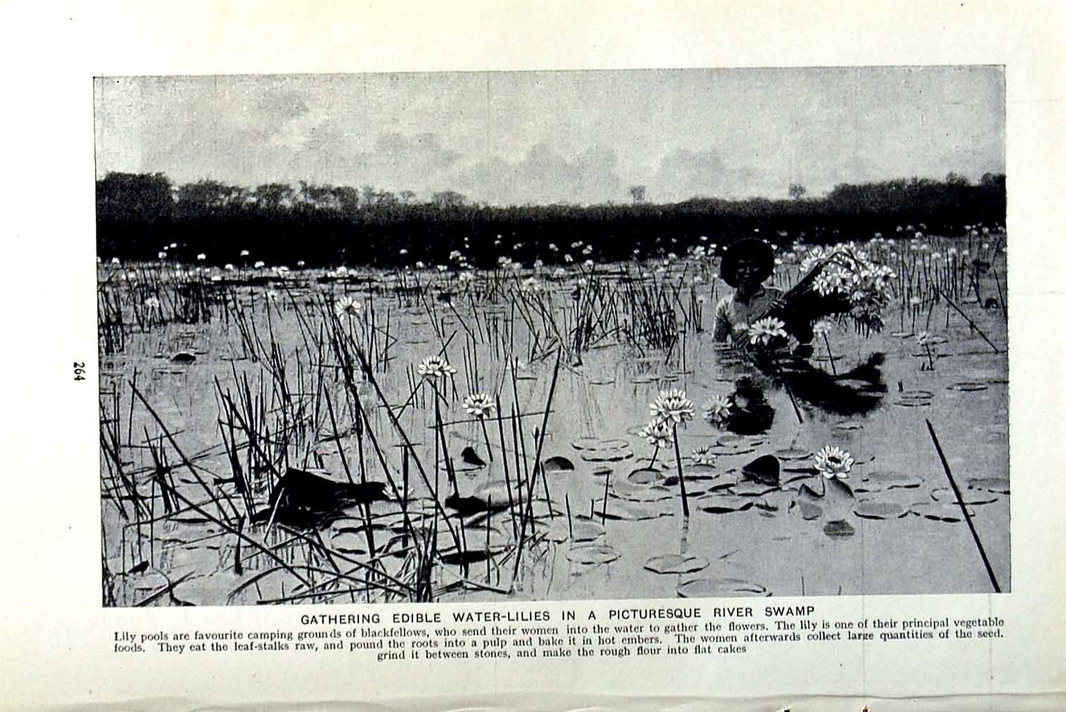 Original Old Vintage Print C1920 Australia Gathering Water-Lilies River Swamp