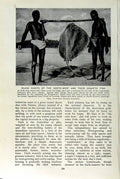 Original Old Vintage Print C1920 Black Giants Australia Gigantic Fish Sting-Ray