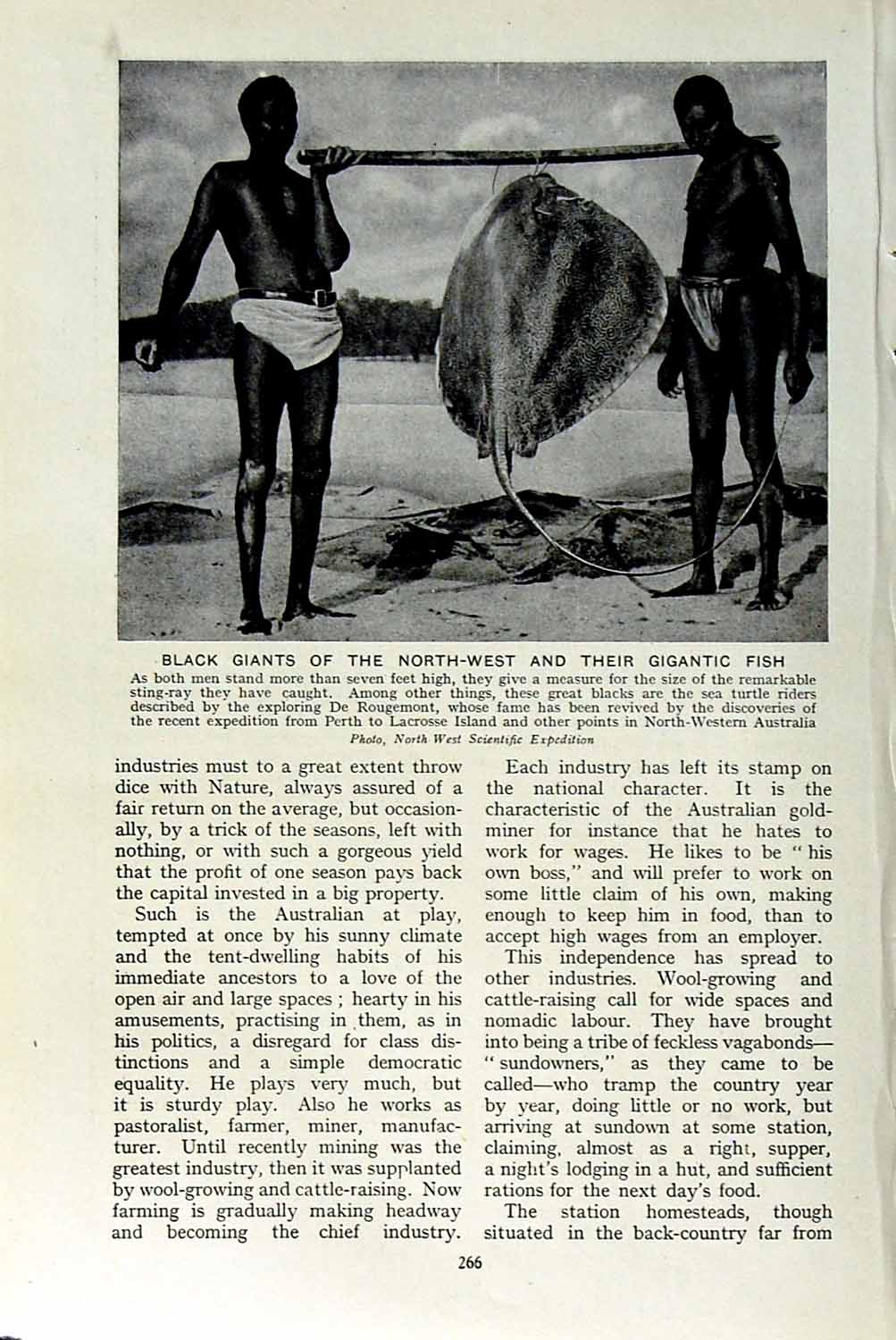 Original Old Vintage Print C1920 Black Giants Australia Gigantic Fish Sting-Ray