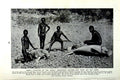 Old Vintage Print C1920 Australia Dusky Athletes Islands Sea Cows Natives 20th