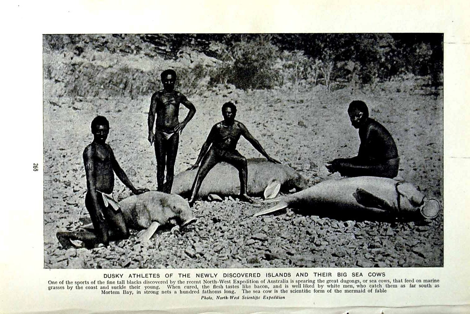 Old Vintage Print C1920 Australia Dusky Athletes Islands Sea Cows Natives 20th