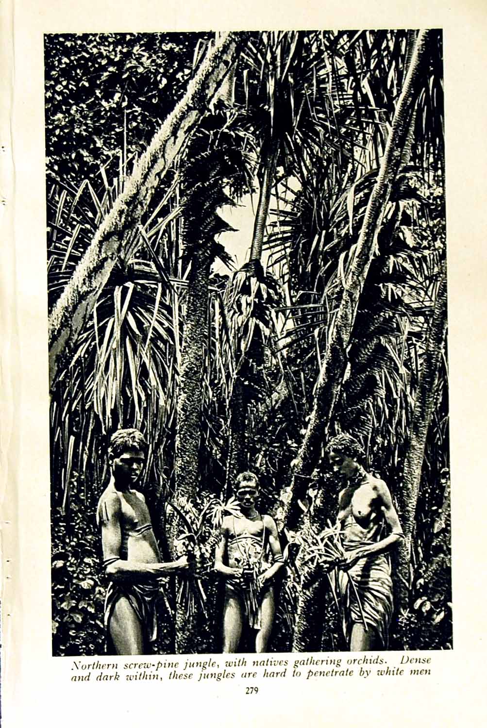 Old Vintage Print C1920 Natives Jungle Trees Karundi Warrior Decorations 20th