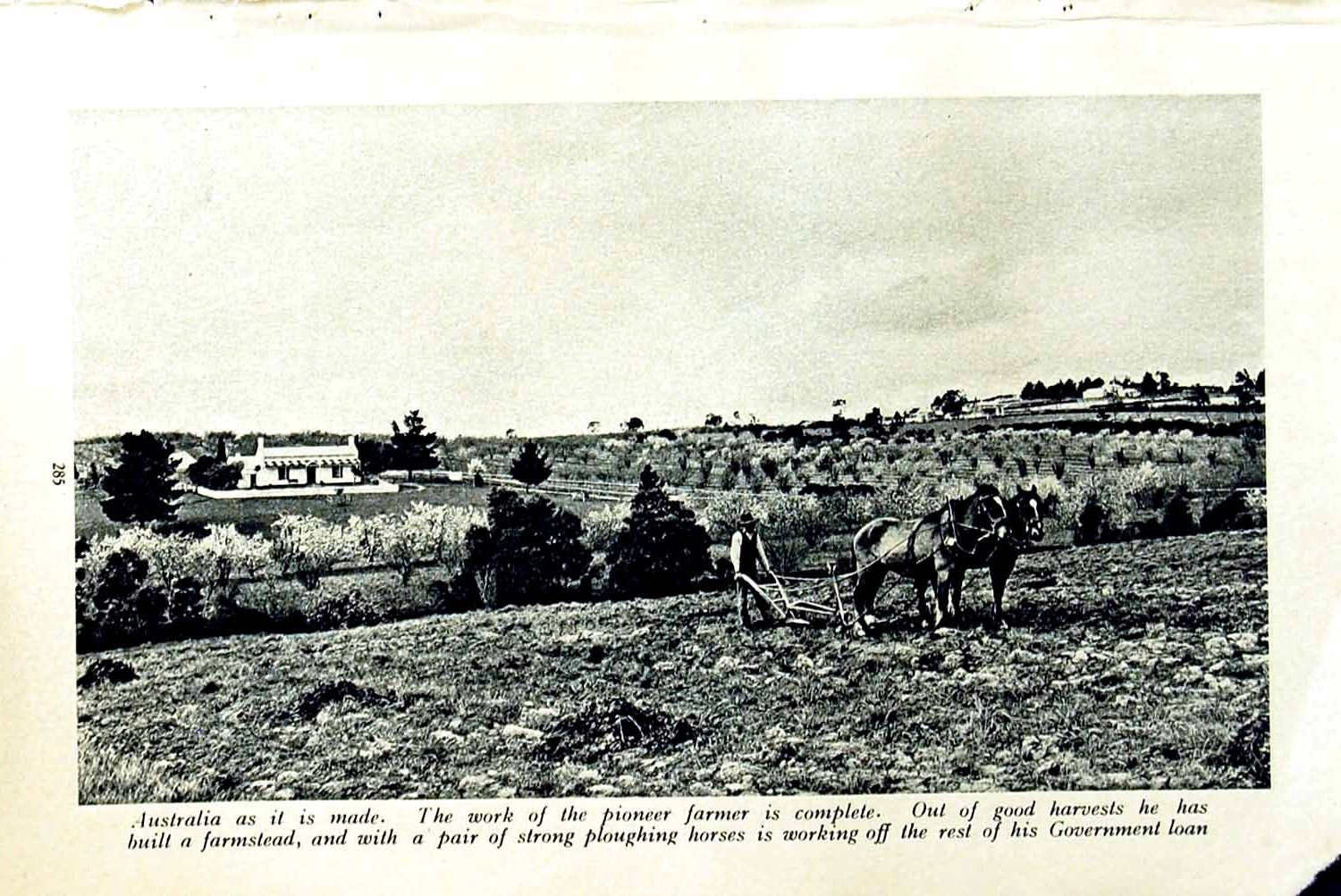Original Old Vintage Print C1920 Australia Farmer Harvest Horses Wheat Pollen