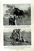 Original Old Vintage Print C1920 Tree-Grave Australia Aborigines Warramunga