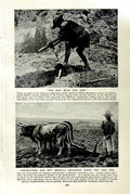 Original Old Vintage Print C1920 Agriculture Cattle Ploughing Fishermen Balsas